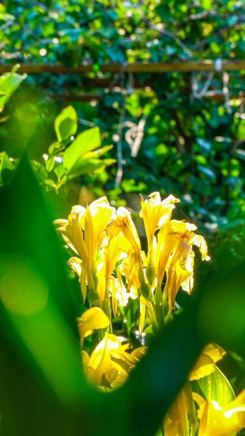 Lemon Garden Lodge Cirali Bagian luar foto