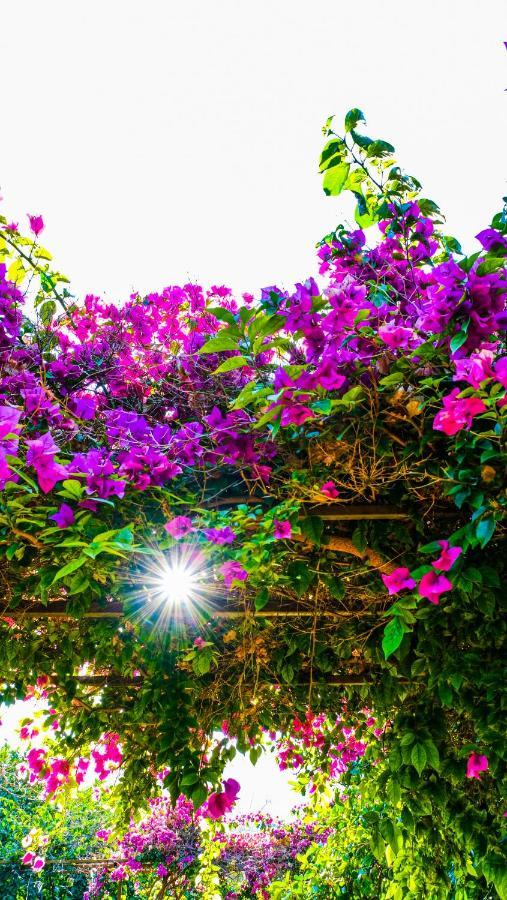 Lemon Garden Lodge Cirali Bagian luar foto