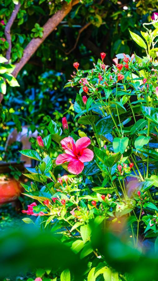 Lemon Garden Lodge Cirali Bagian luar foto